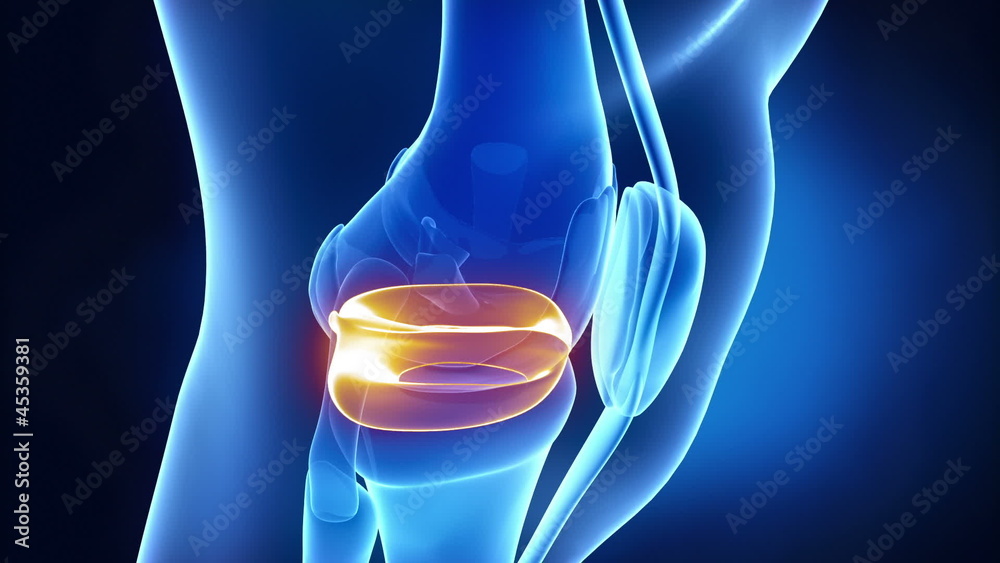 Meniscus Medical Anatomy In X-ray Knee Stock Video 