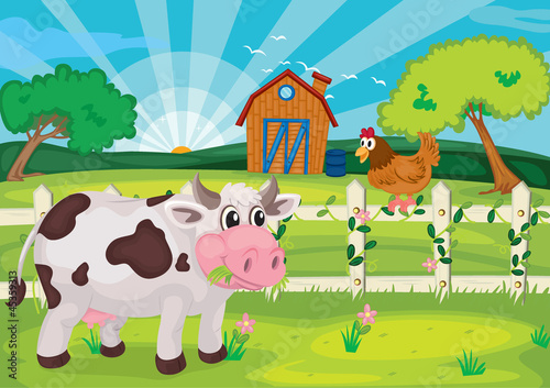 cow grazing in farm