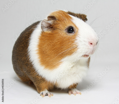 Guinea pig