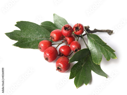 Hawthorn (Crataegus) photo