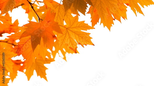 Red autumn leaves swaying in the wind on a white background