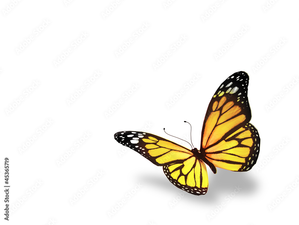Fototapeta premium Yellow butterfly, isolated on white background