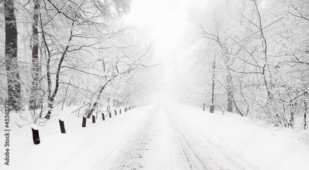 Obraz premium Forest in winter
