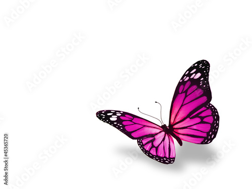 Canvas Print Pink butterfly, isolated on white background