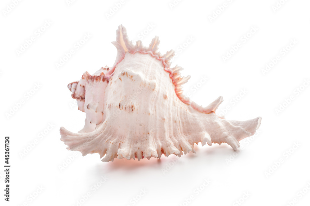 Sea shell Sea shell
