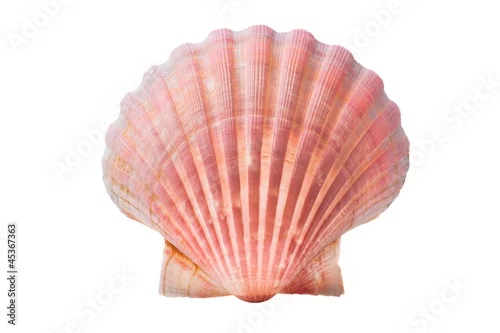 Obraz muszla przegrzebki