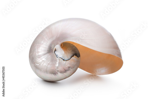 Pearl shell of a Nautilus pompilius
