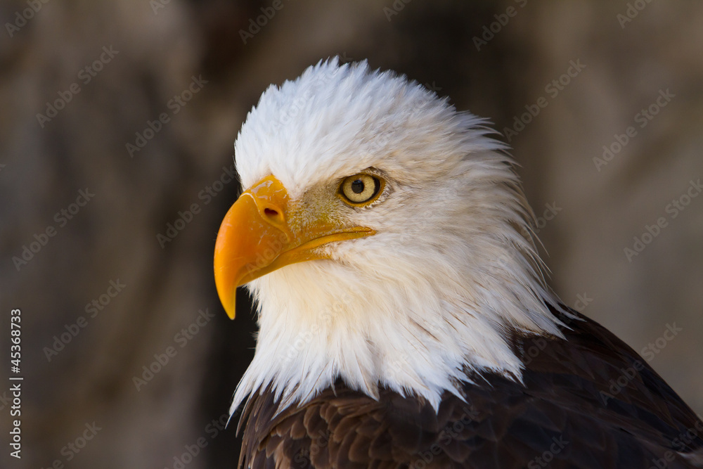 Portrait of a bald eagle close up side view Portrait of a bald eagle close up side view