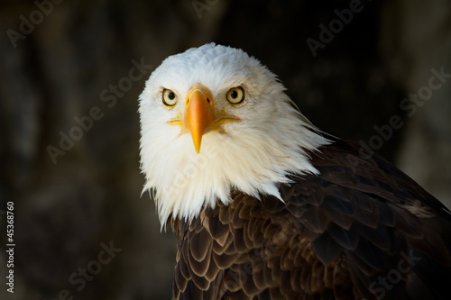 Portrait of a bald eagle close up staring at you