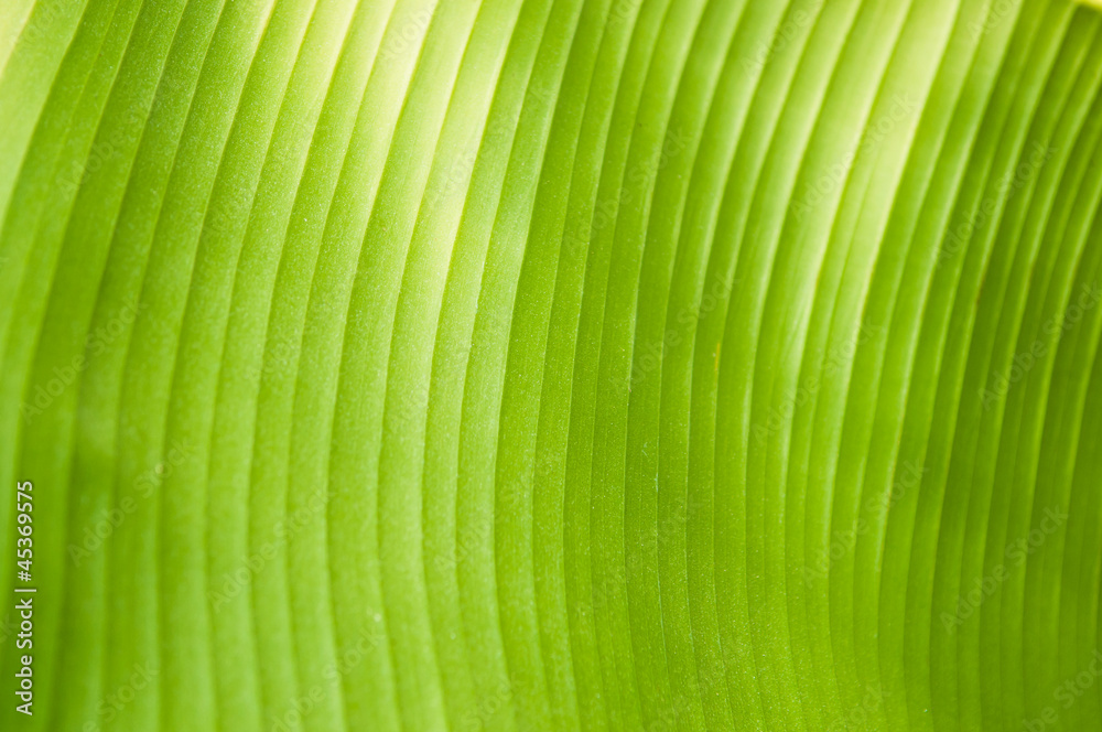 banana leaf background banana leaf background
