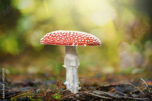 Red mushroom - Toadstool in the forest