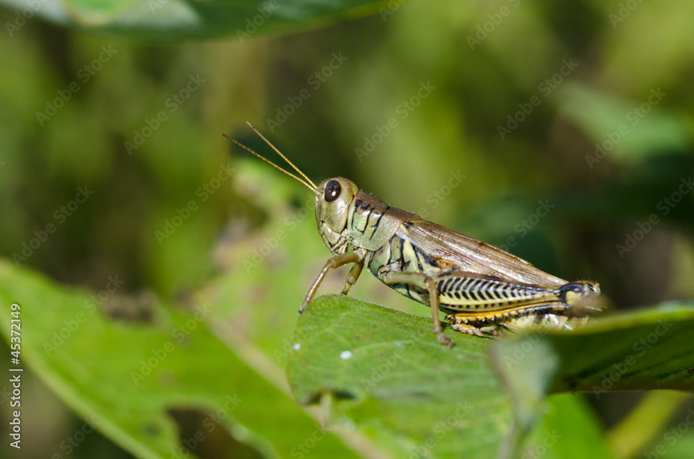 Grasshopper Resting on Green Leaf Grasshopper Resting on Green Leaf