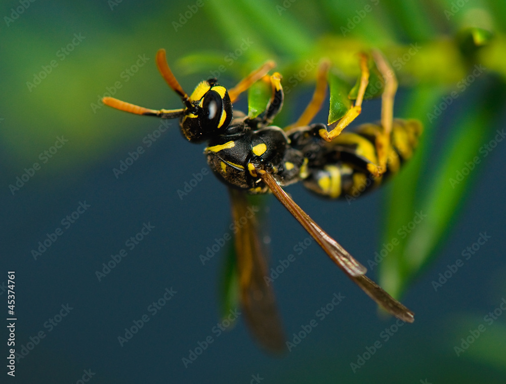 Wasp insect