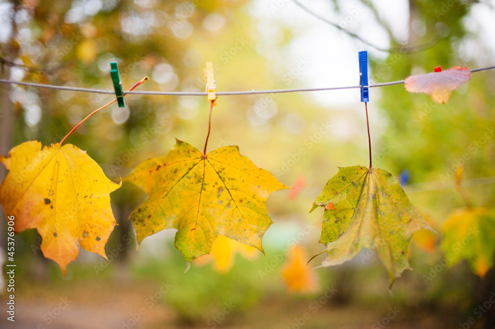 Obraz premium Листья