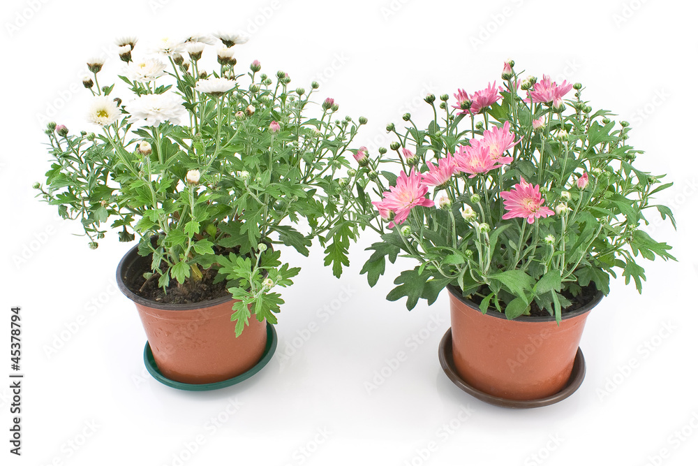 Chrysanthemum flowers in two pots