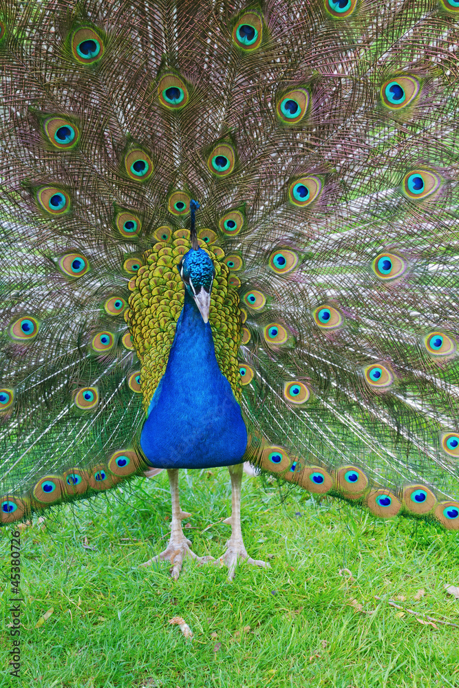 Obraz premium peacock in display