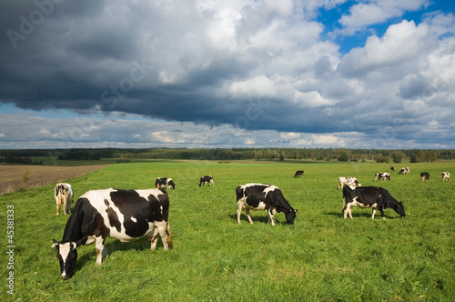 Cows