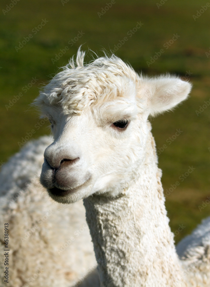 White Alpaca portrait