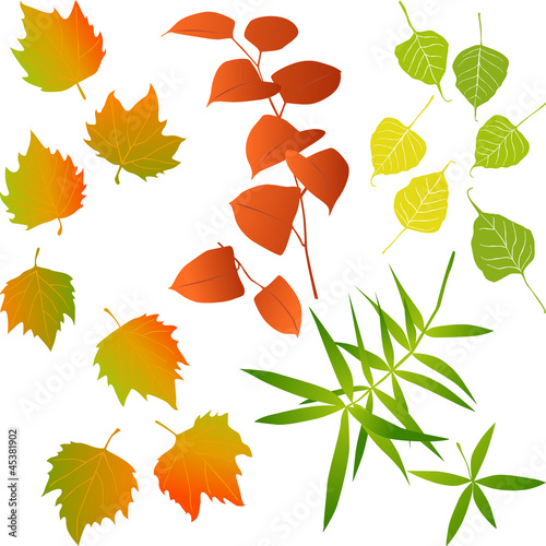 Leaf, collection for designers
