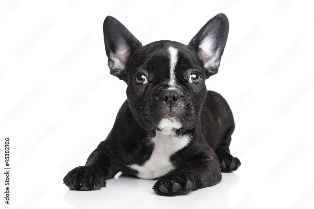 French bulldog puppy