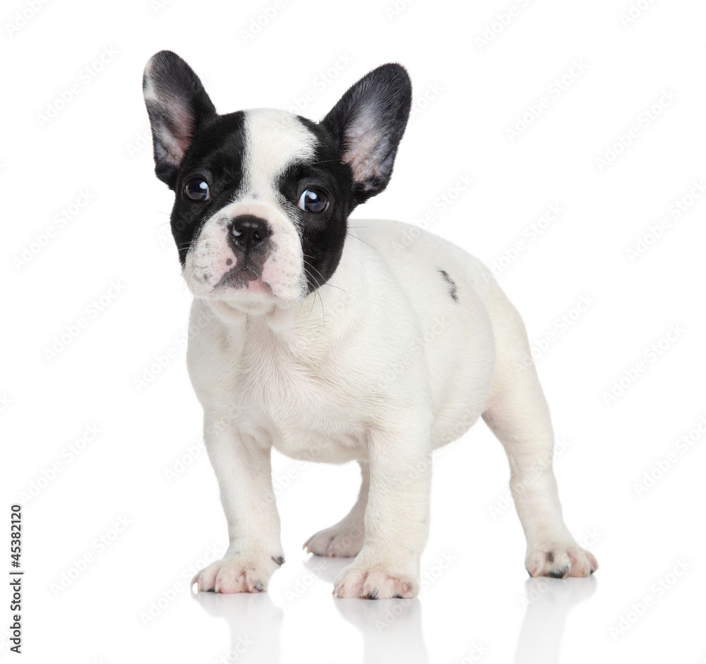 Cute French bulldog puppy