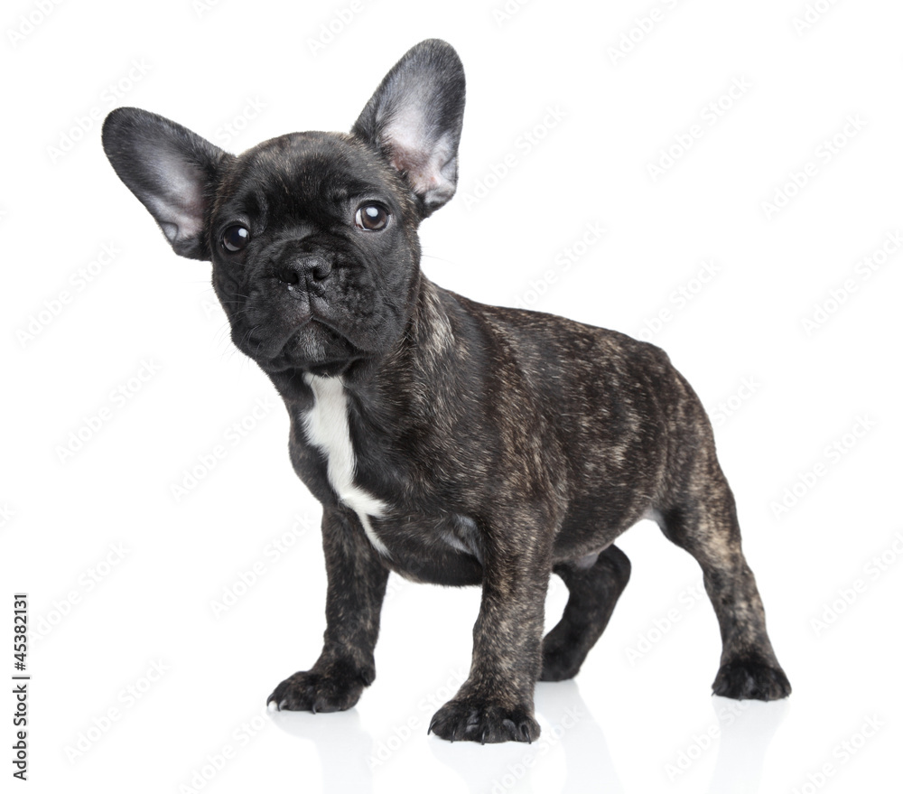 Surprised dog Surprised dog