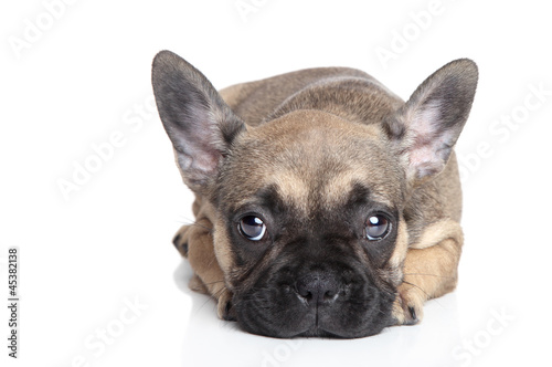 Sad French bulldog puppy
