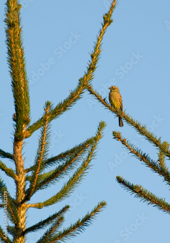 Yellowhammer, Emberizinae photo