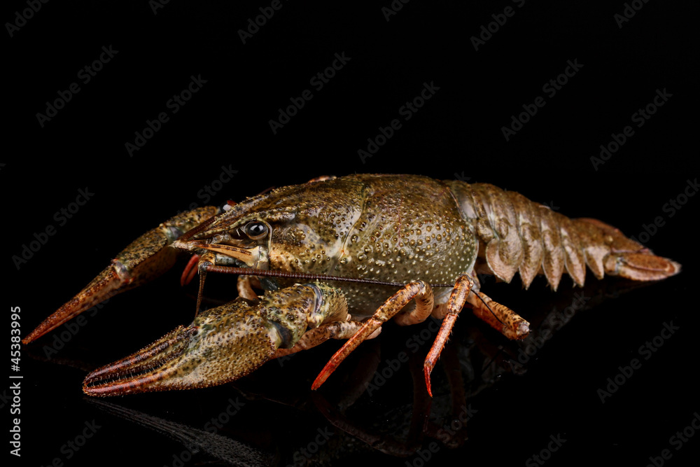 Alive crayfish isolated on black Alive crayfish isolated on black