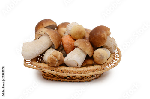 Boletus edulis isolated on white background