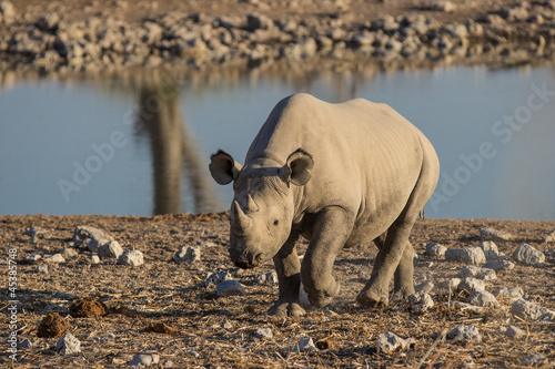 Spitzmaul-Nashorn photo