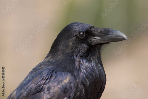 Raven Portrait