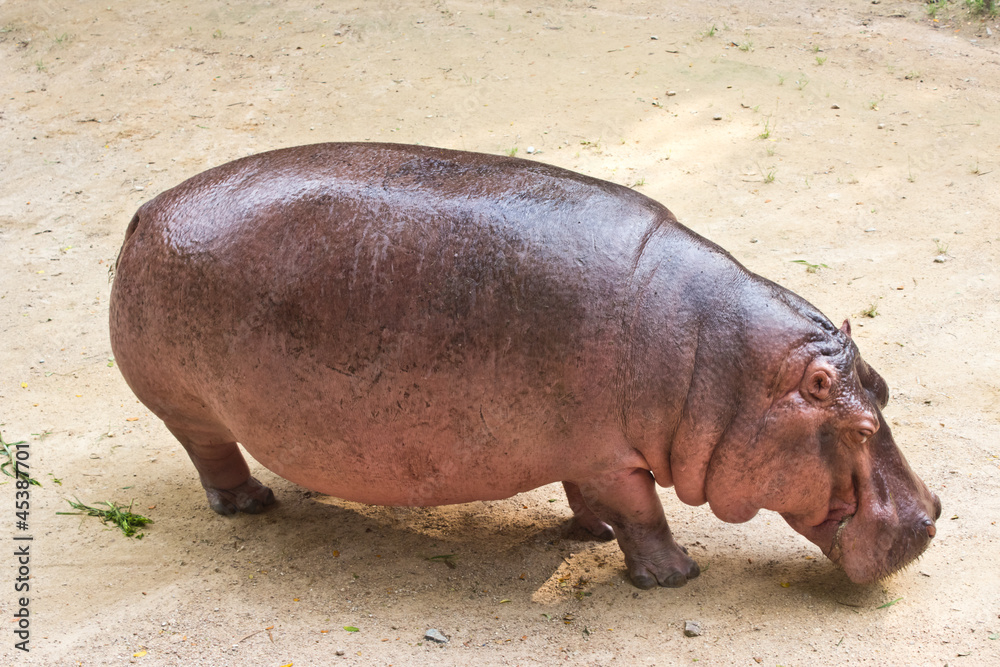 The hippopotamus is semi-aquatic, inhabiting rivers and lakes wh The hippopotamus is semi-aquatic, inhabiting rivers and lakes wh