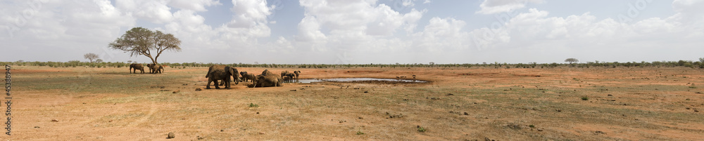 Elephants drinking in the bush