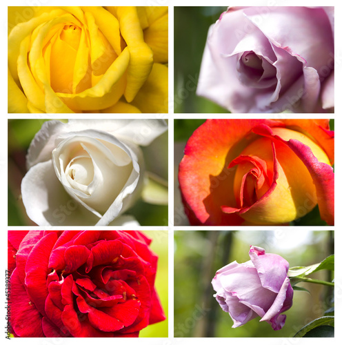 Collage - Roses photo