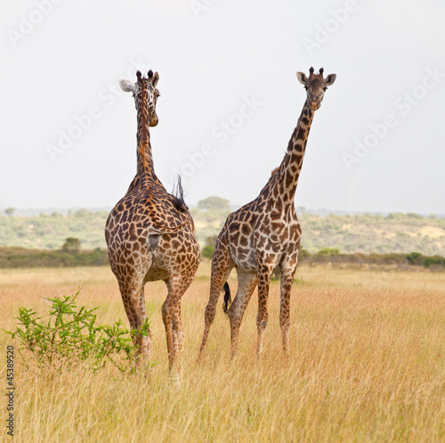 Photography Pair of Masai Giraffes