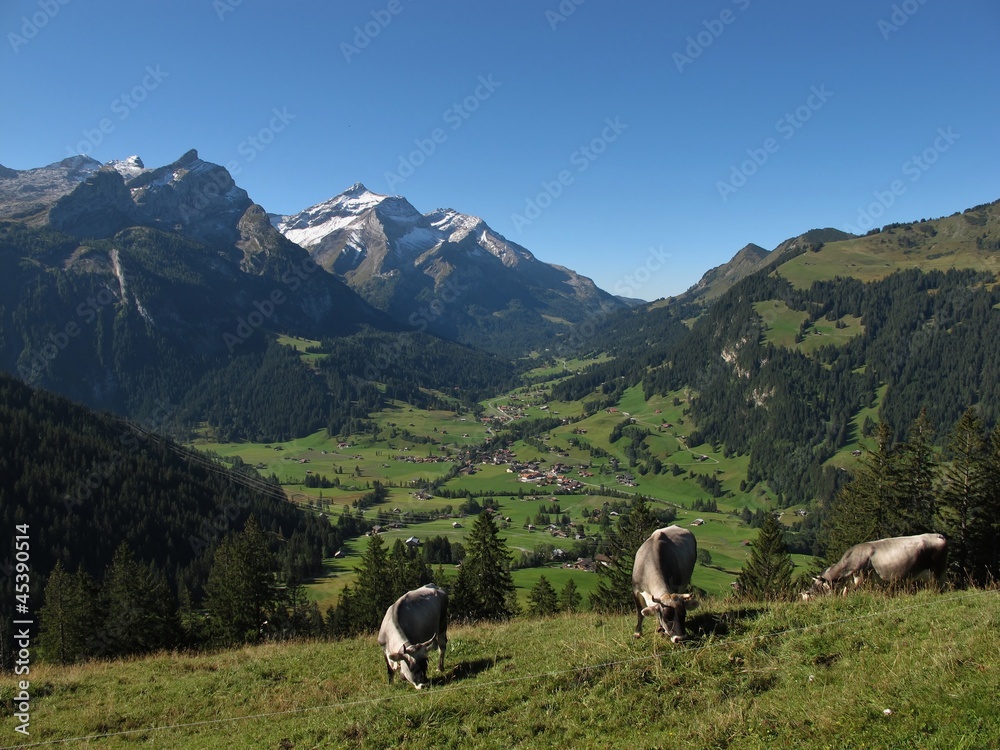 Grazing Raetisches Grauvieh In The Alps