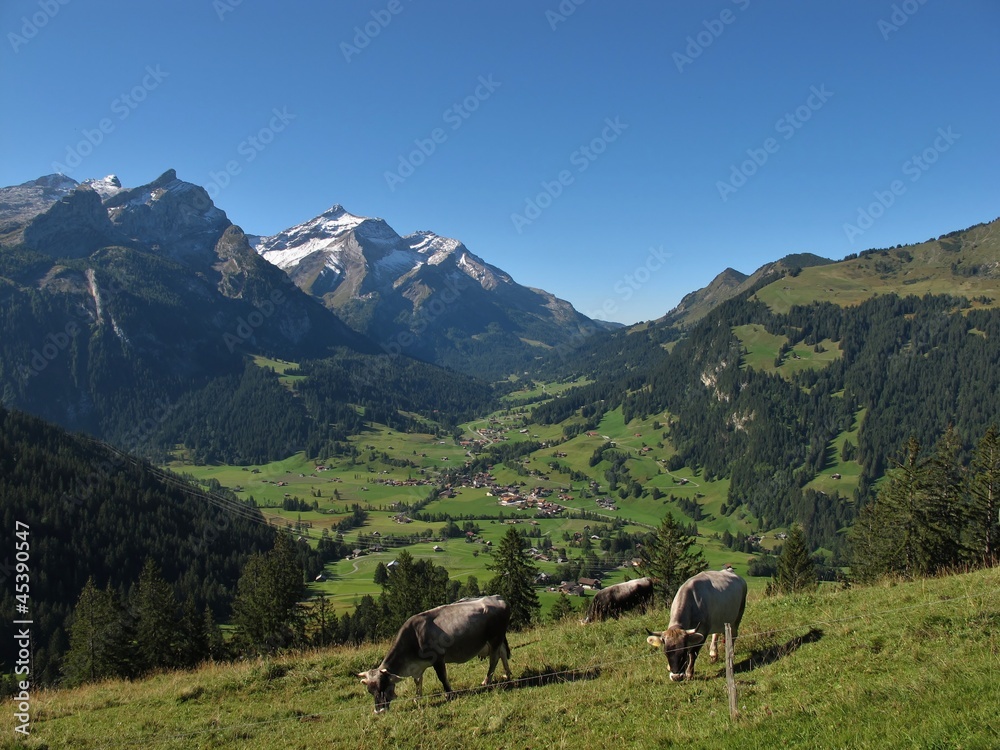 Fototapeta premium Grazing Cows In The Bernese Oberland