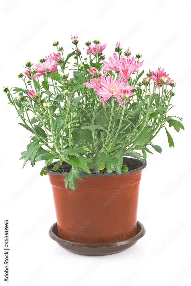 Chrysanthemum flowers in pot Chrysanthemum flowers in pot