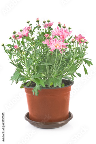 Fototapeta Naklejka Na Ścianę i Meble -  Chrysanthemum flowers in pot