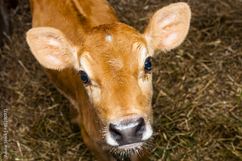 Young jersey bull
