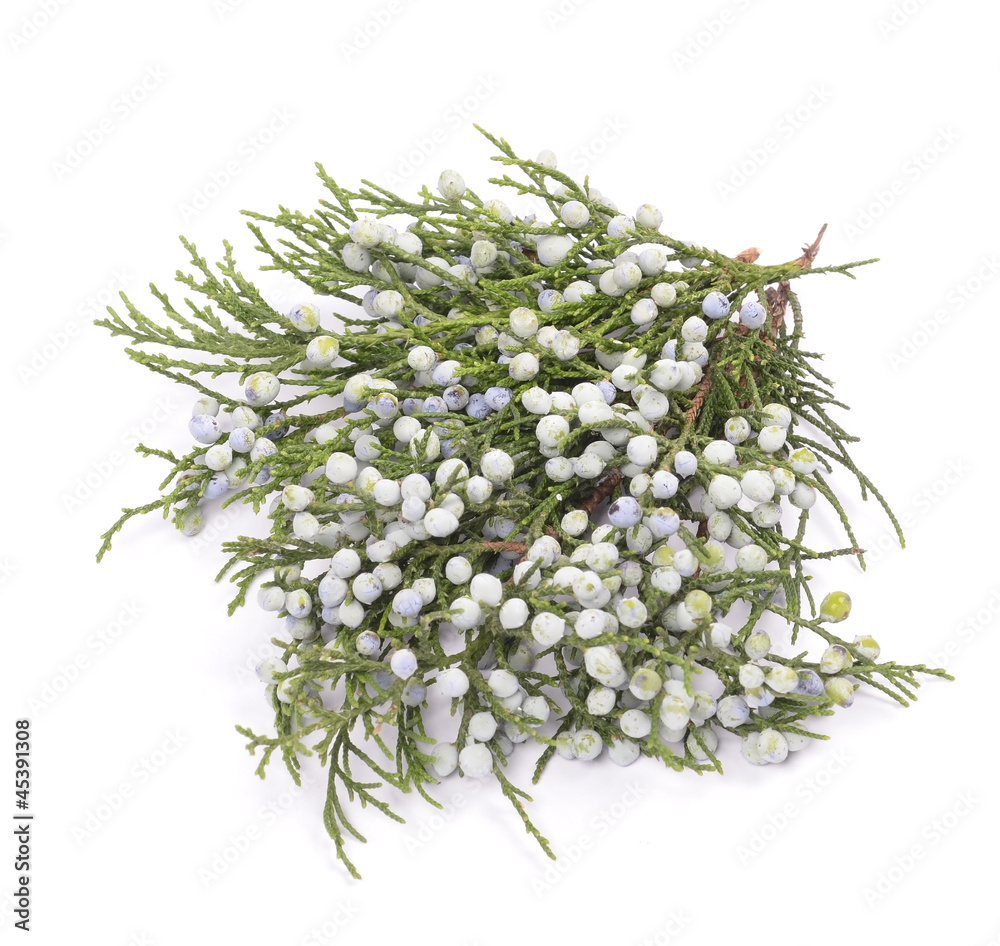 Juniper, twig with cones, close up, isolated