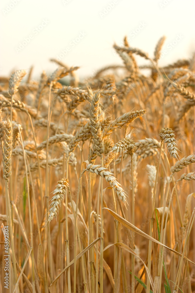 Obraz premium Wheat field,