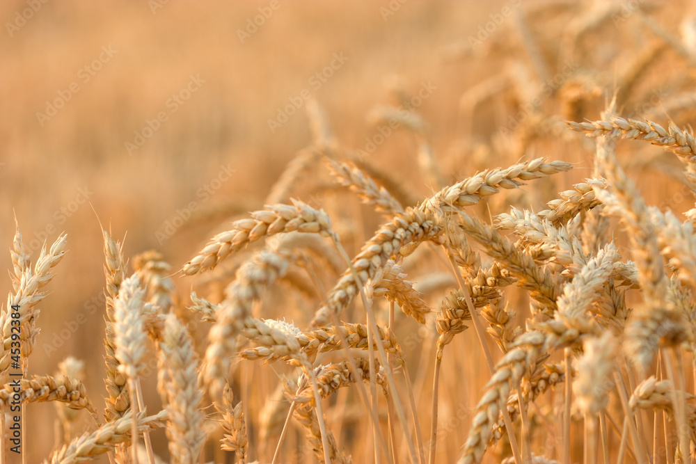 Fototapeta premium The appearance of wheat field in the late afternoon