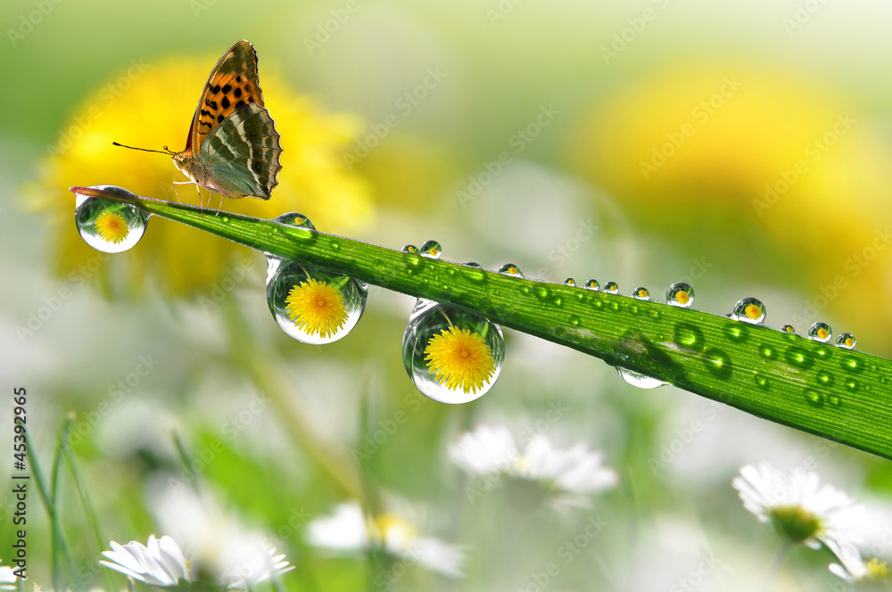 Fototapeta premium fresh morning dew and butterfly