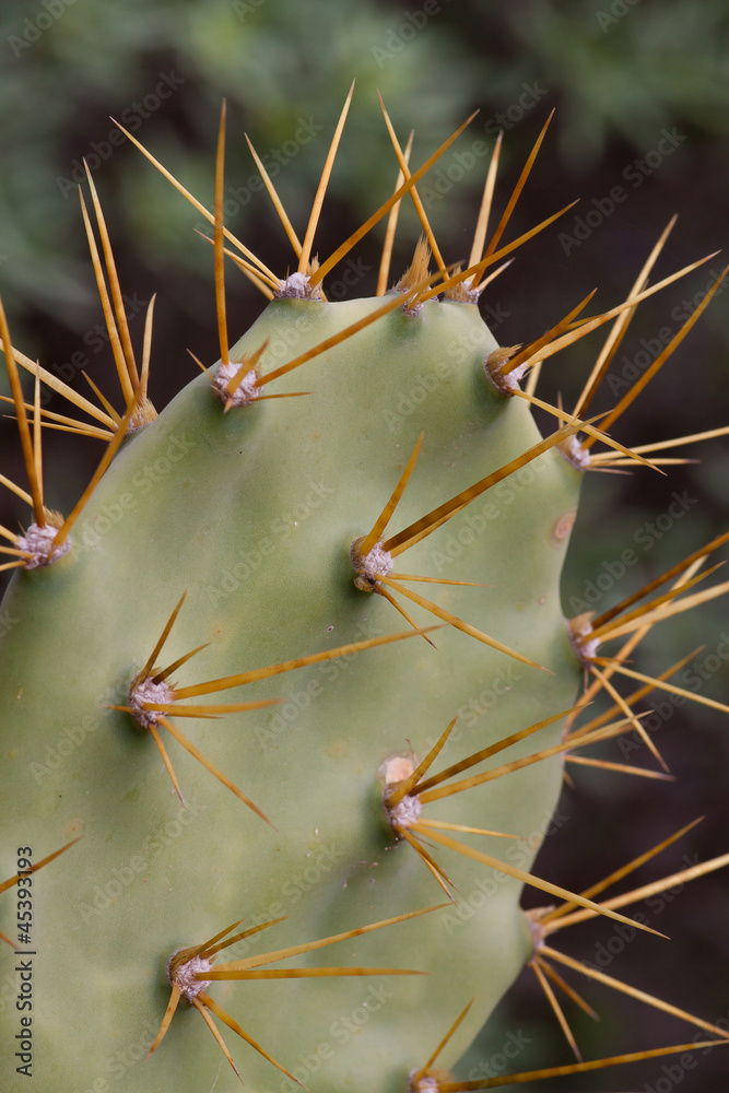 Feigenkaktus (Opuntia ficus-indica) Feigenkaktus (Opuntia ficus-indica)