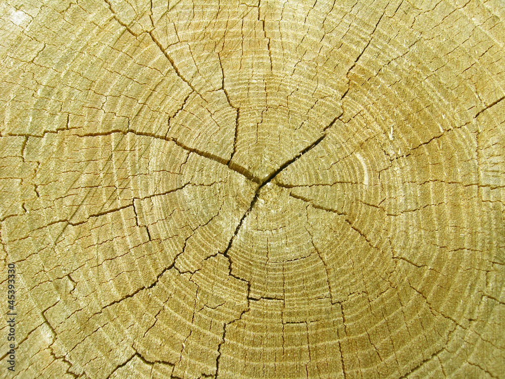 Fototapeta premium Pattern on a cut of a tree