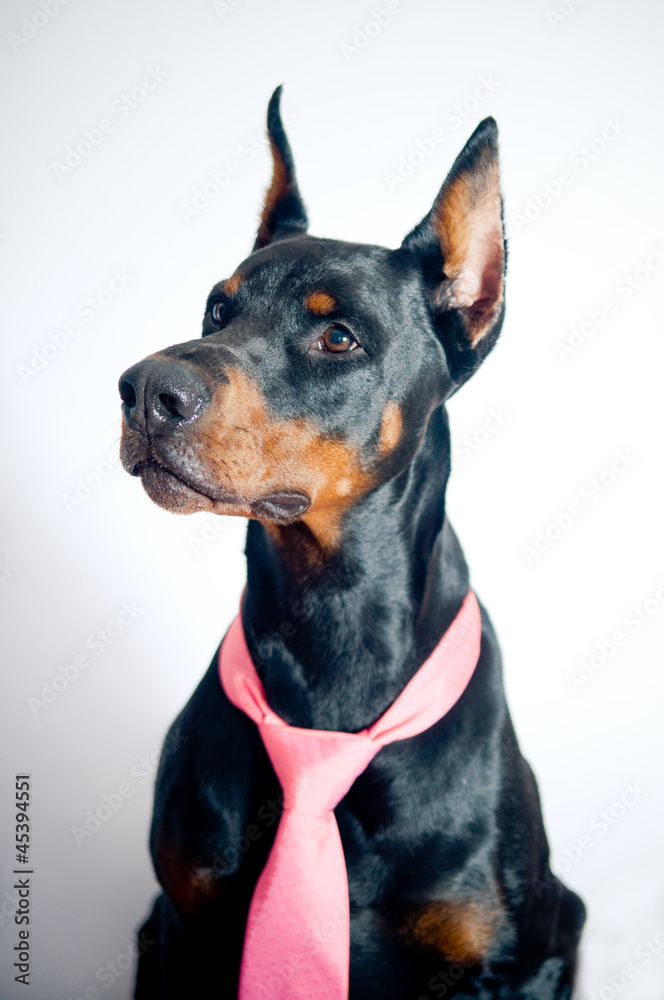 Doberman wearing pink tie Doberman wearing pink tie