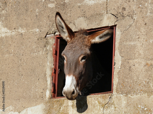 donkey and window