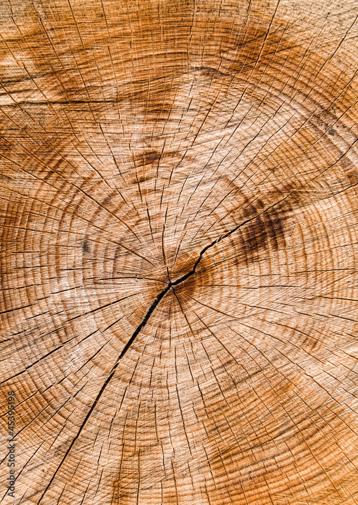 Fototapeta premium Baumscheibe